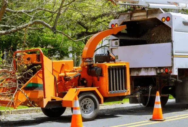 tree removal morris