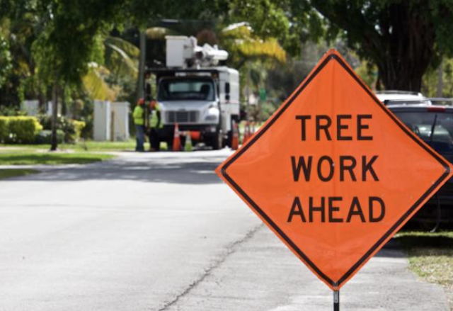 tree removal Pine Brook nj