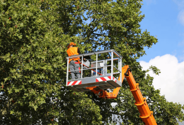 tree trimming morris