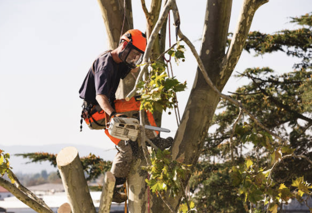 tree removal morris