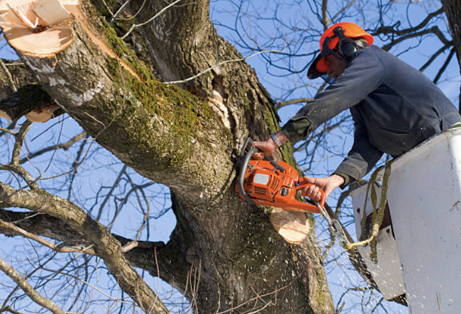 tree trimming Pine Brook nj