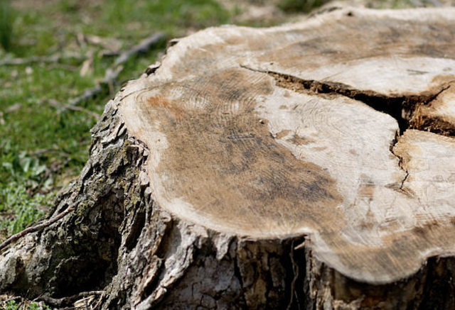 stump grinding Pine Brook nj